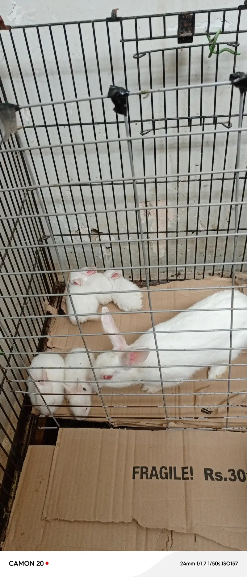 2 female one male and 5 bunnies — photo 4