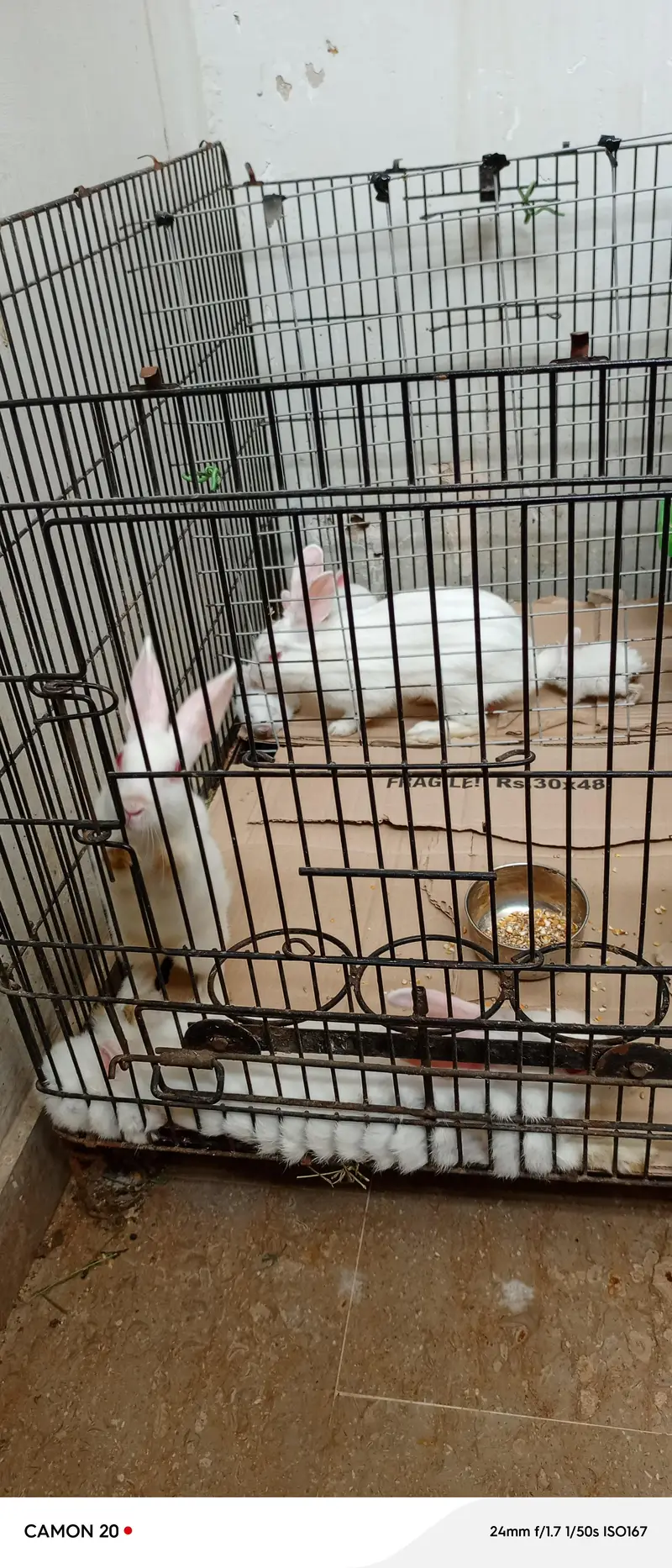 2 female one male and 5 bunnies — photo 5