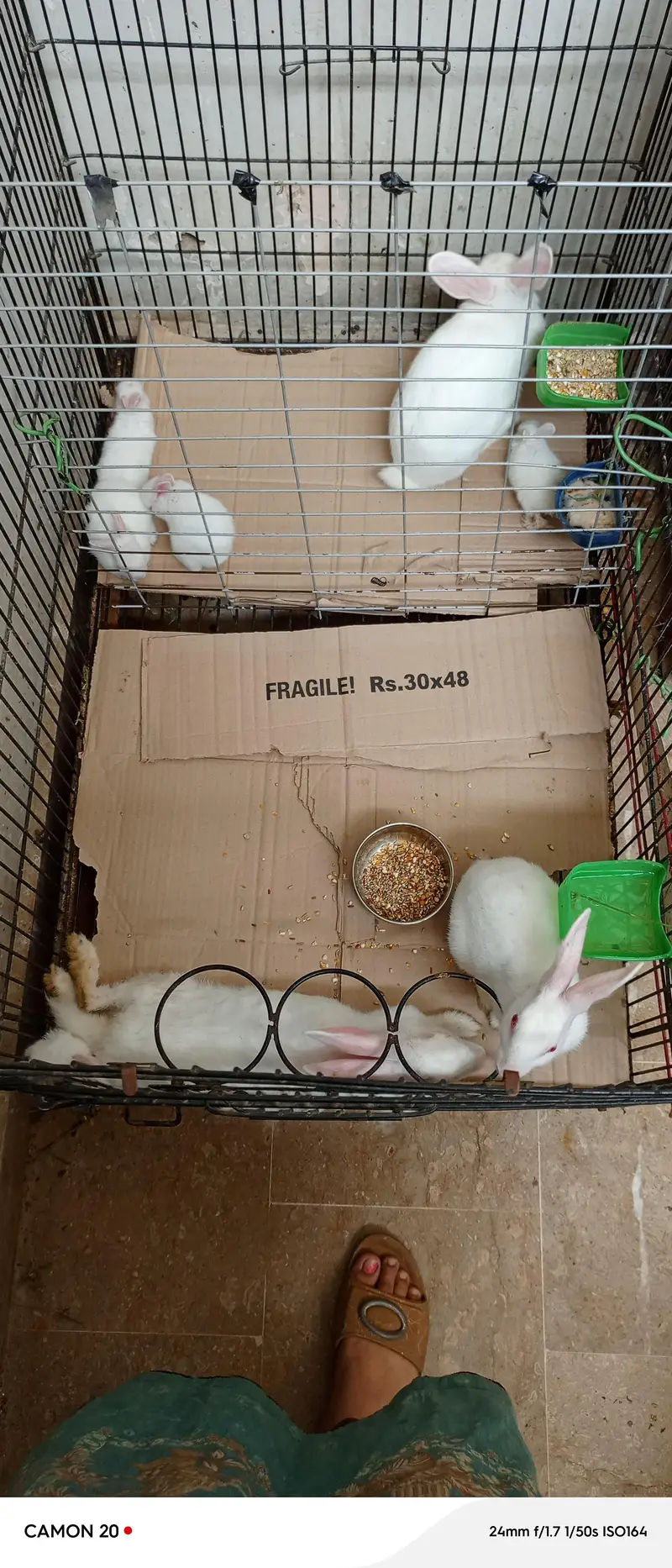 2 female one male and 5 bunnies — photo 6