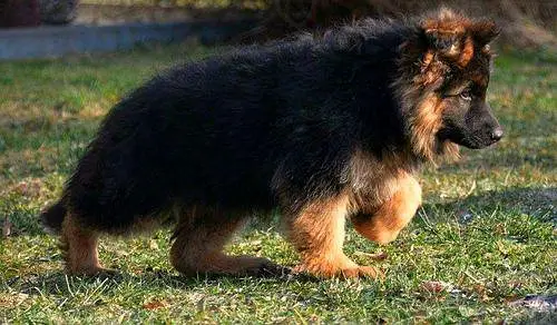 Gurman Shaft Dog My WhatsApp 03492424669 /@&#_$5@$@ — photo 4