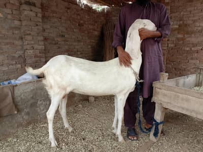 goat rajanpuri bakri