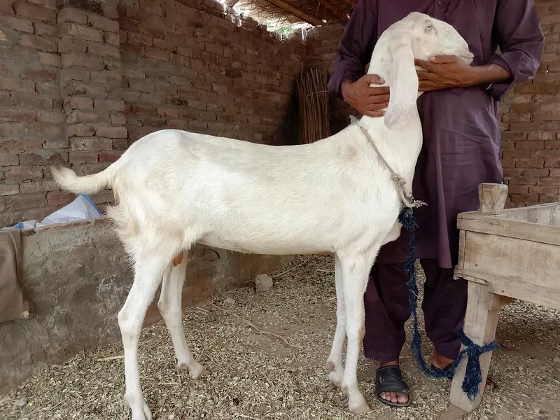 goat rajanpuri bakri — photo 2