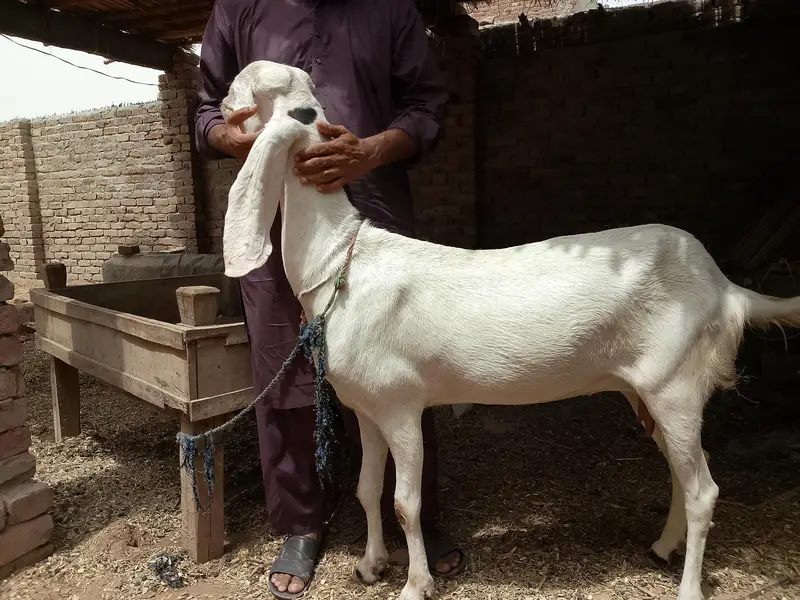 goat rajanpuri bakri — photo 3