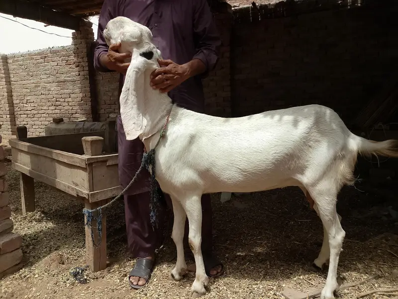 goat rajanpuri bakri — photo 4