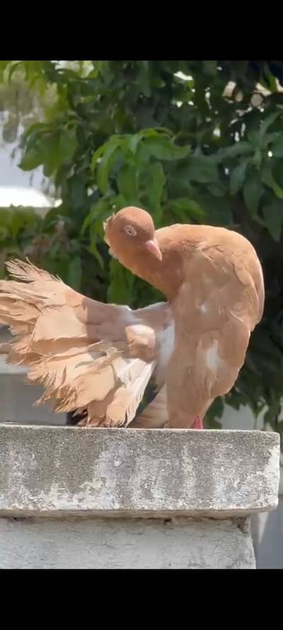 English modern fantail pair