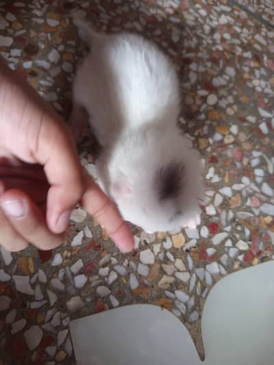 6 baby available hn . 03015094697. one kitten 15k.