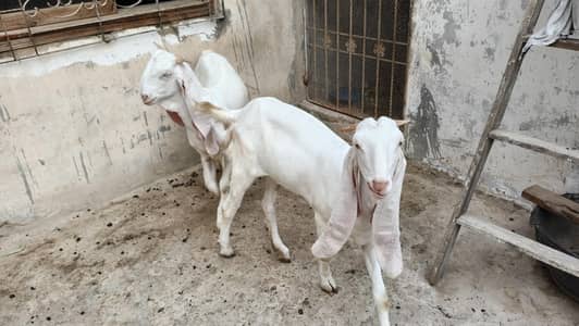 Gulabi female