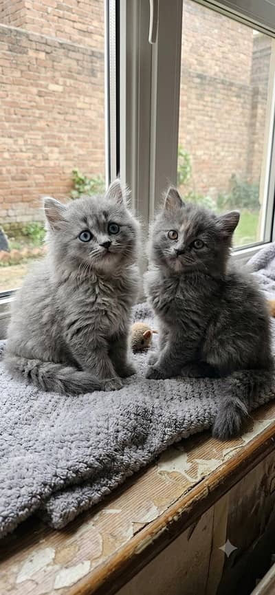 beautiful Gray Persian kittens available contact me 03123168454