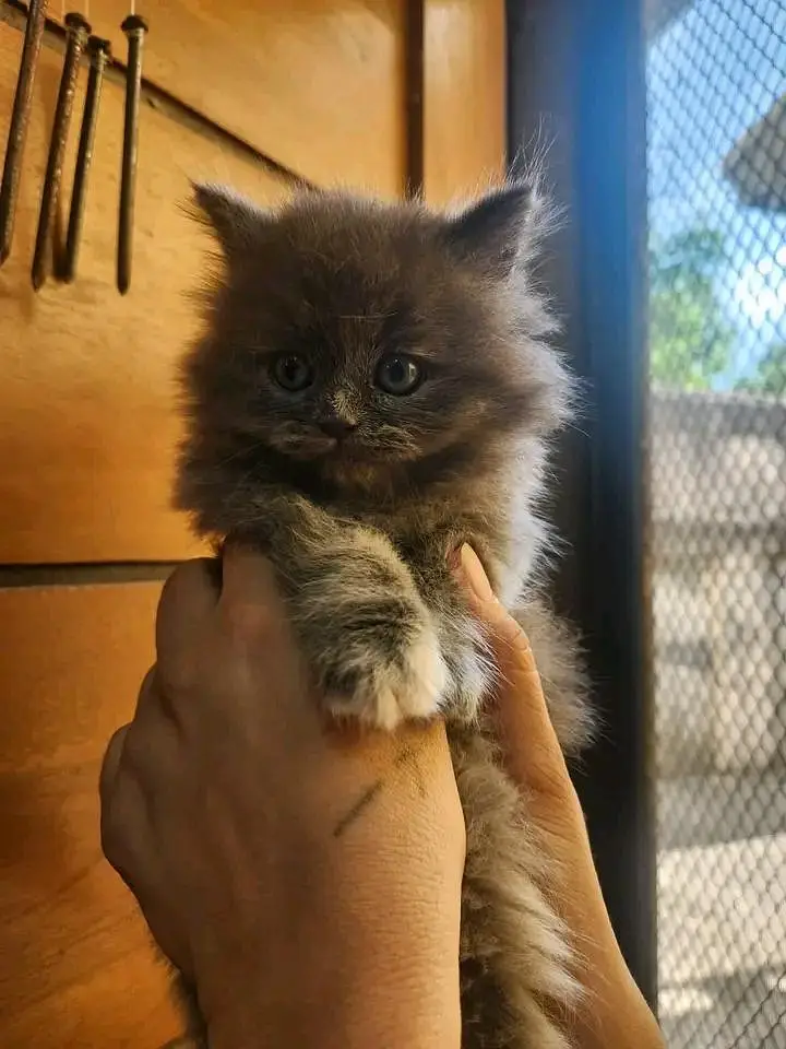 beautiful Gray Persian kittens available contact me 03123168454 — photo 2