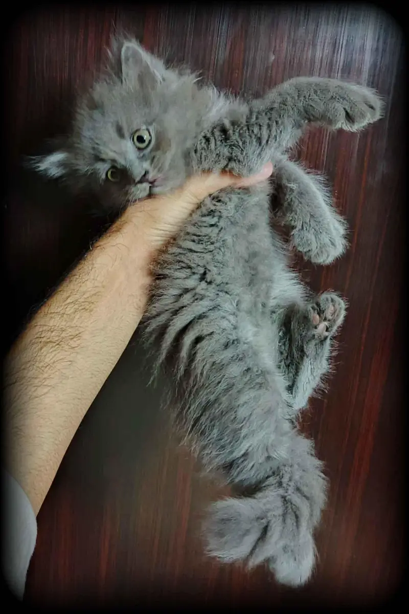 beautiful Gray Persian kittens available contact me 03123168454 — photo 4
