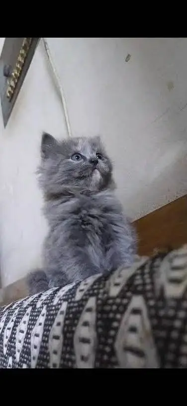 beautiful Gray Persian kittens available contact me 03123168454 — photo 7