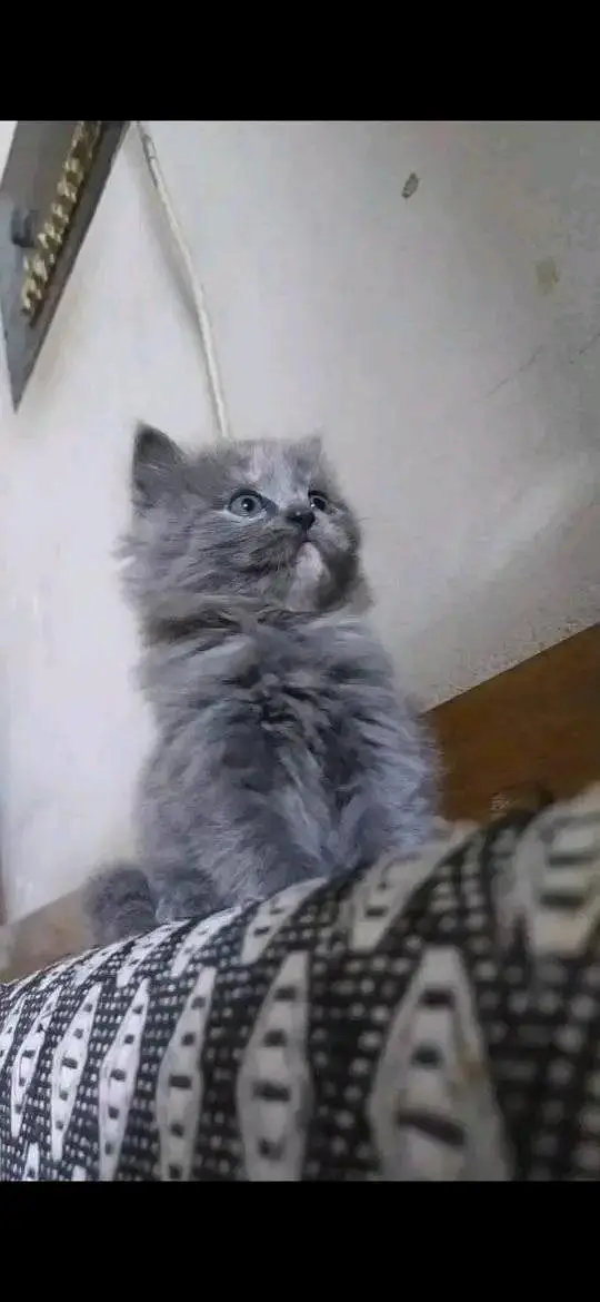 beautiful Gray Persian kittens available contact me 03123168454 — photo 8