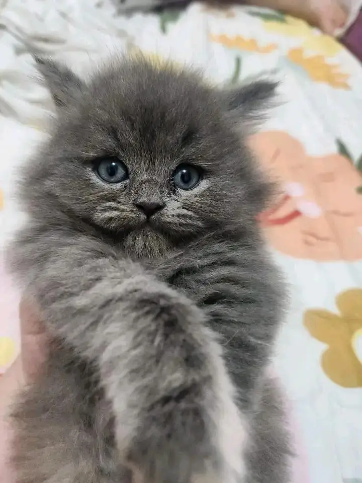 beautiful Gray Persian kittens available contact me 03123168454 — photo 9