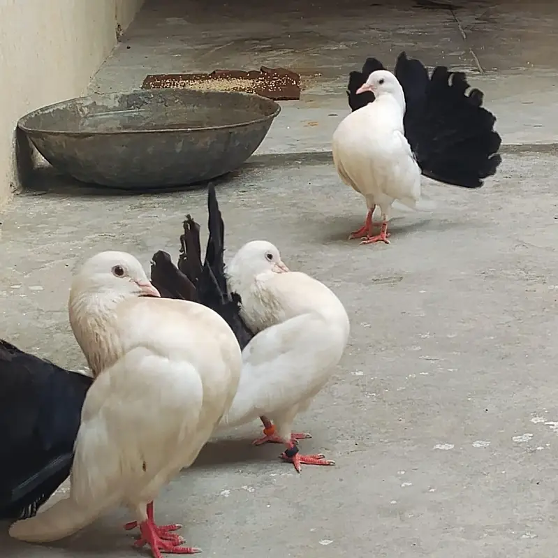 Lakha lll — photo 3