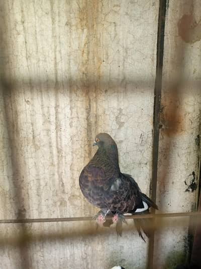 fantail pigeon/kabooter/fancy /lakka