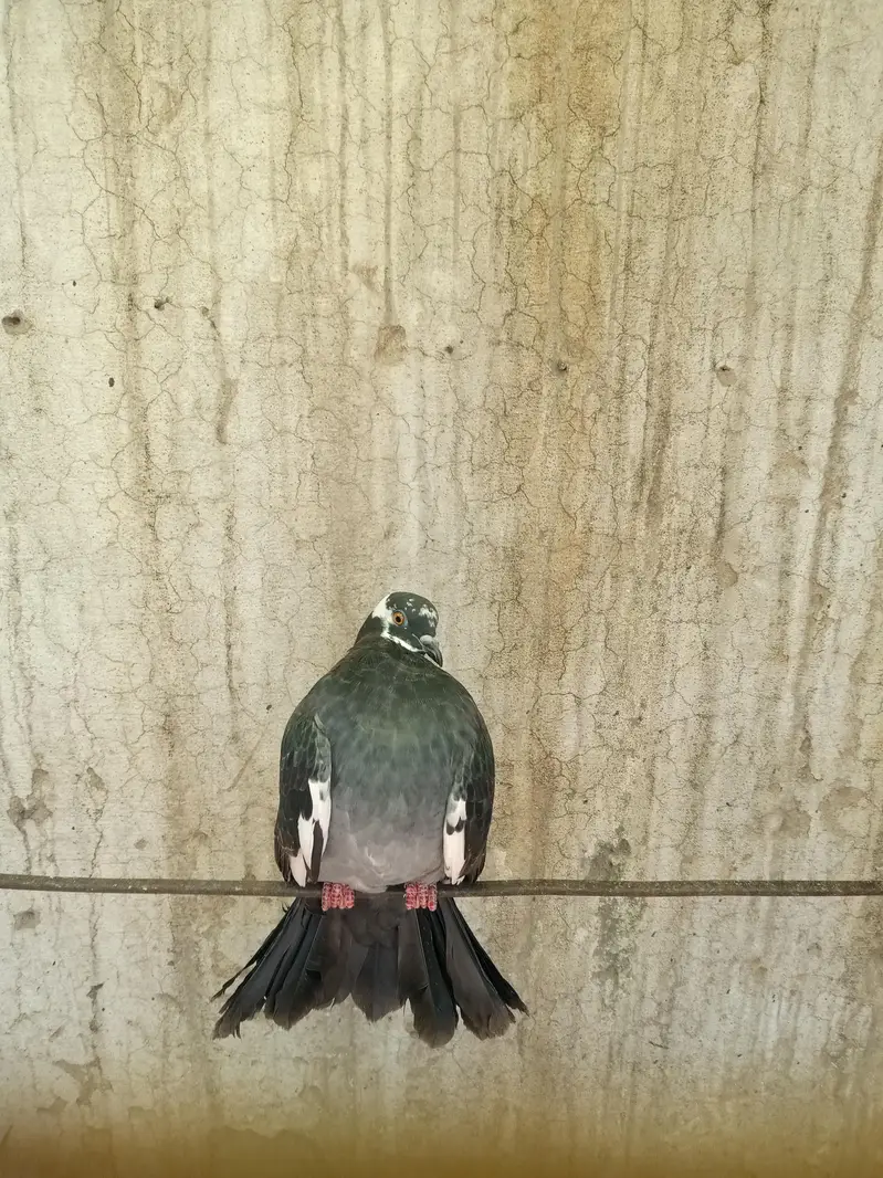 fantail pigeon/kabooter/fancy /lakka — photo 2