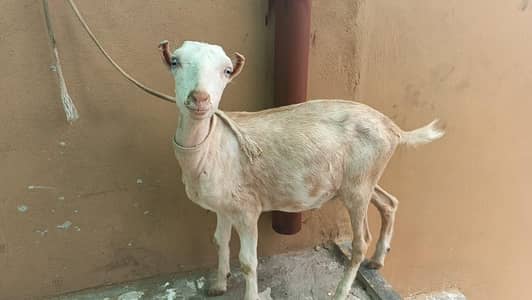 Tadi bakra White eyes
