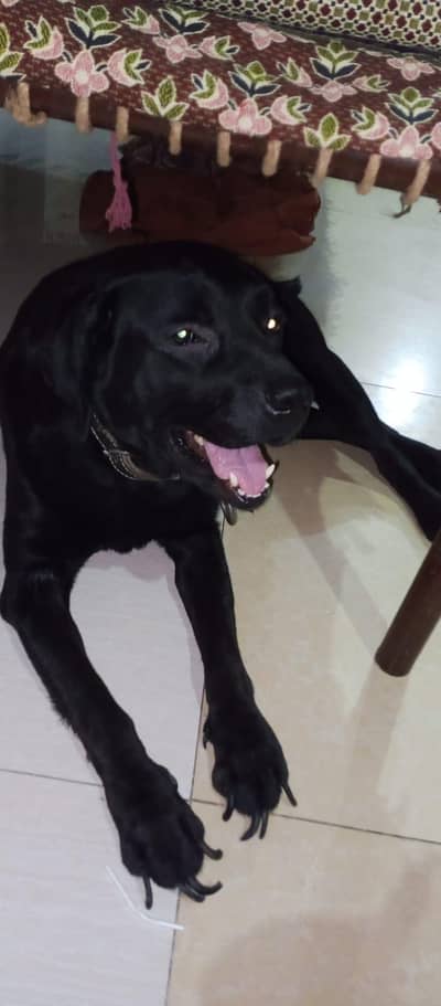 Labra for crossing