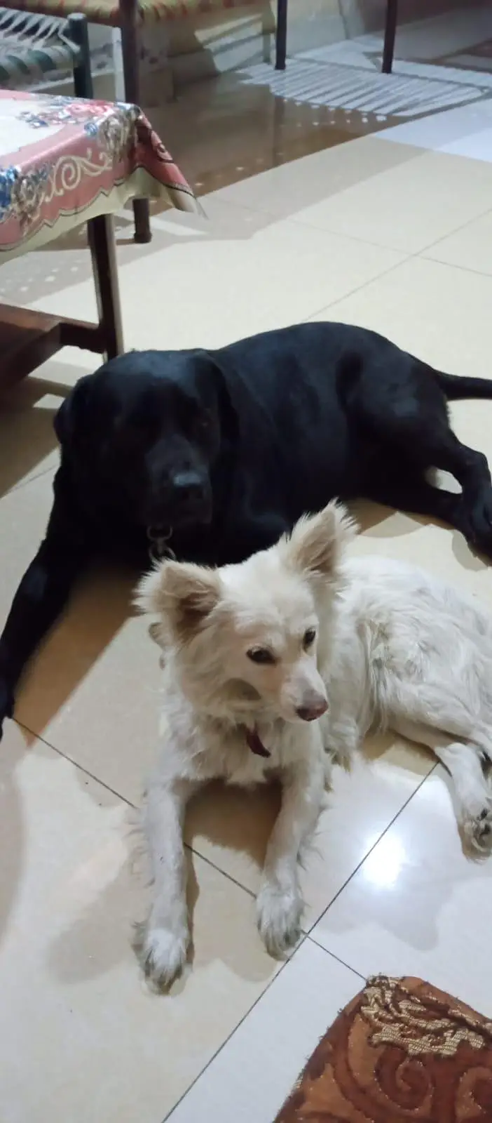 Labra for crossing — photo 3