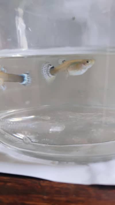 Exotic mix premium guppies , mollies  and  plants for sale