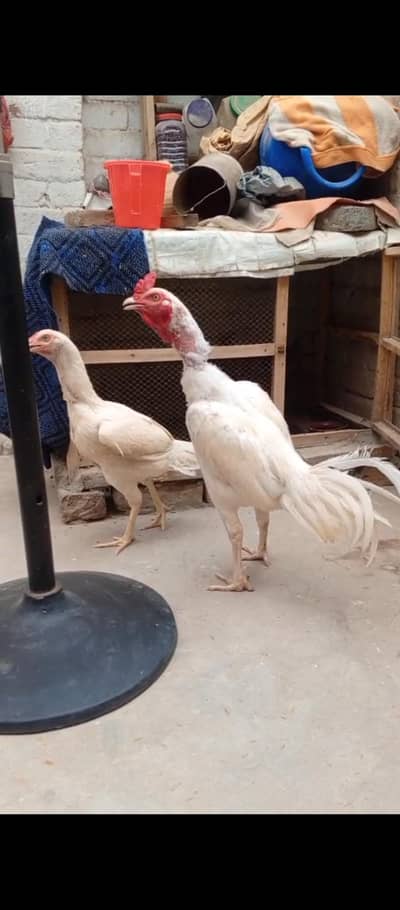 eggs laying hen breader pain healthy active pair