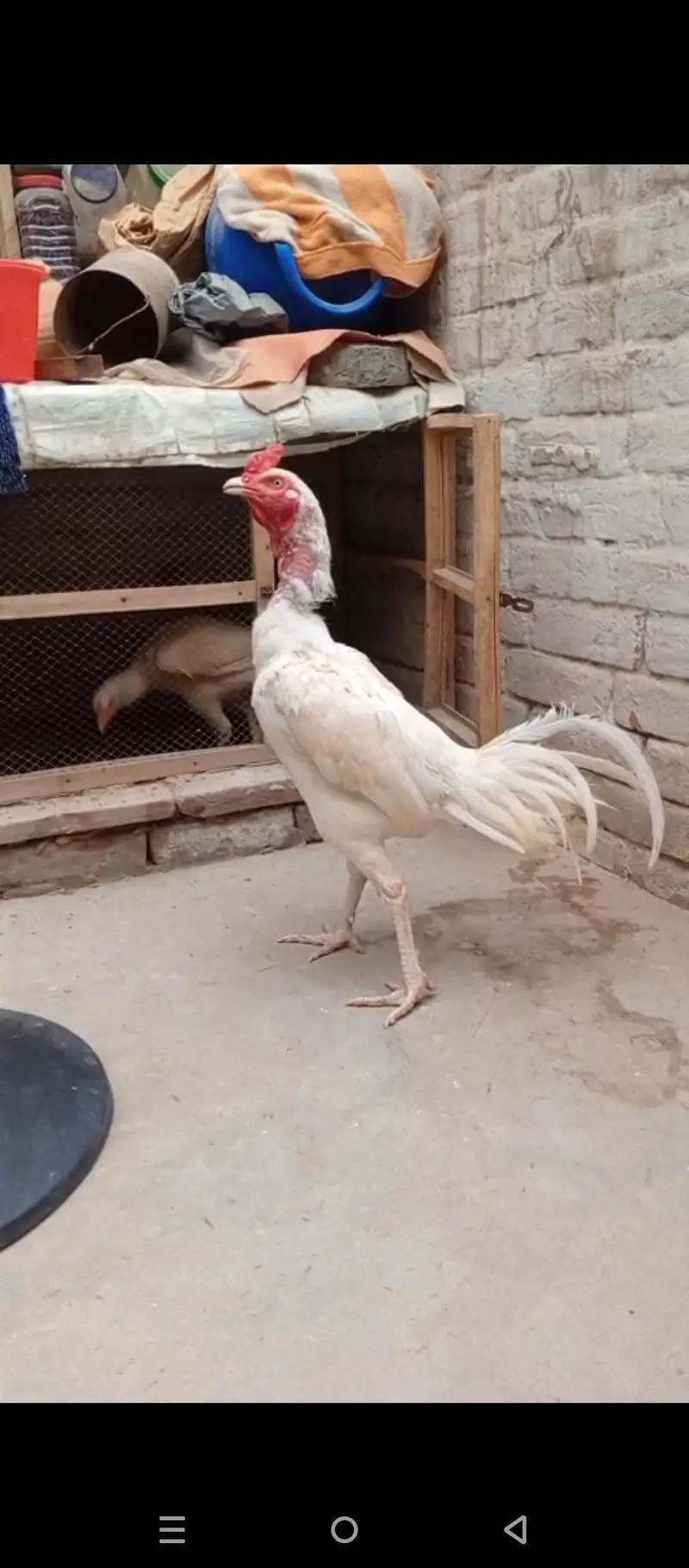 eggs laying hen breader pain healthy active pair — photo 2