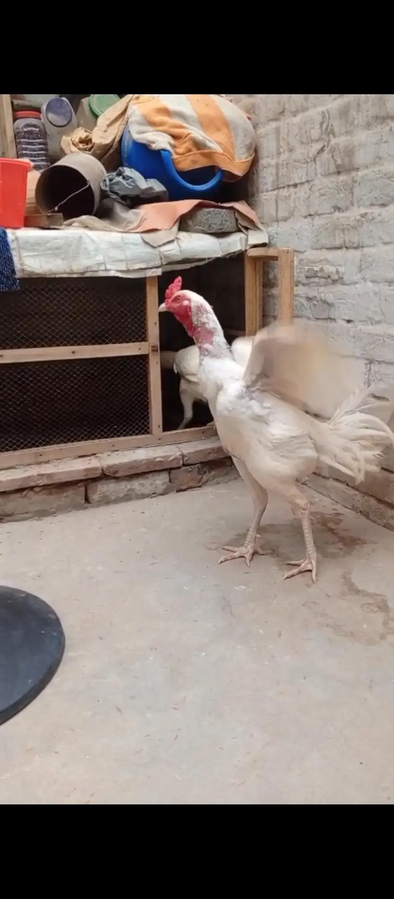 eggs laying hen breader pain healthy active pair — photo 3