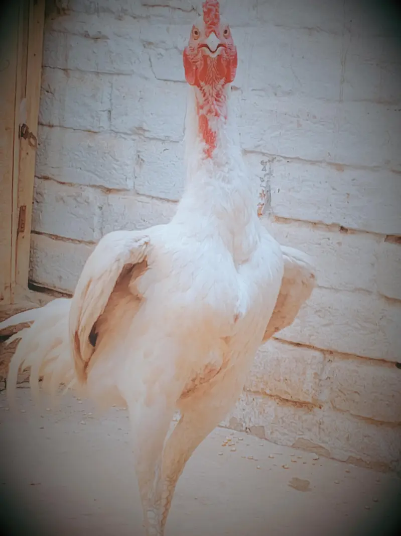 eggs laying hen breader pain healthy active pair — photo 4