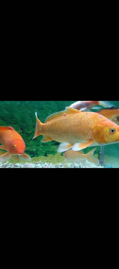 koi fish sale pier