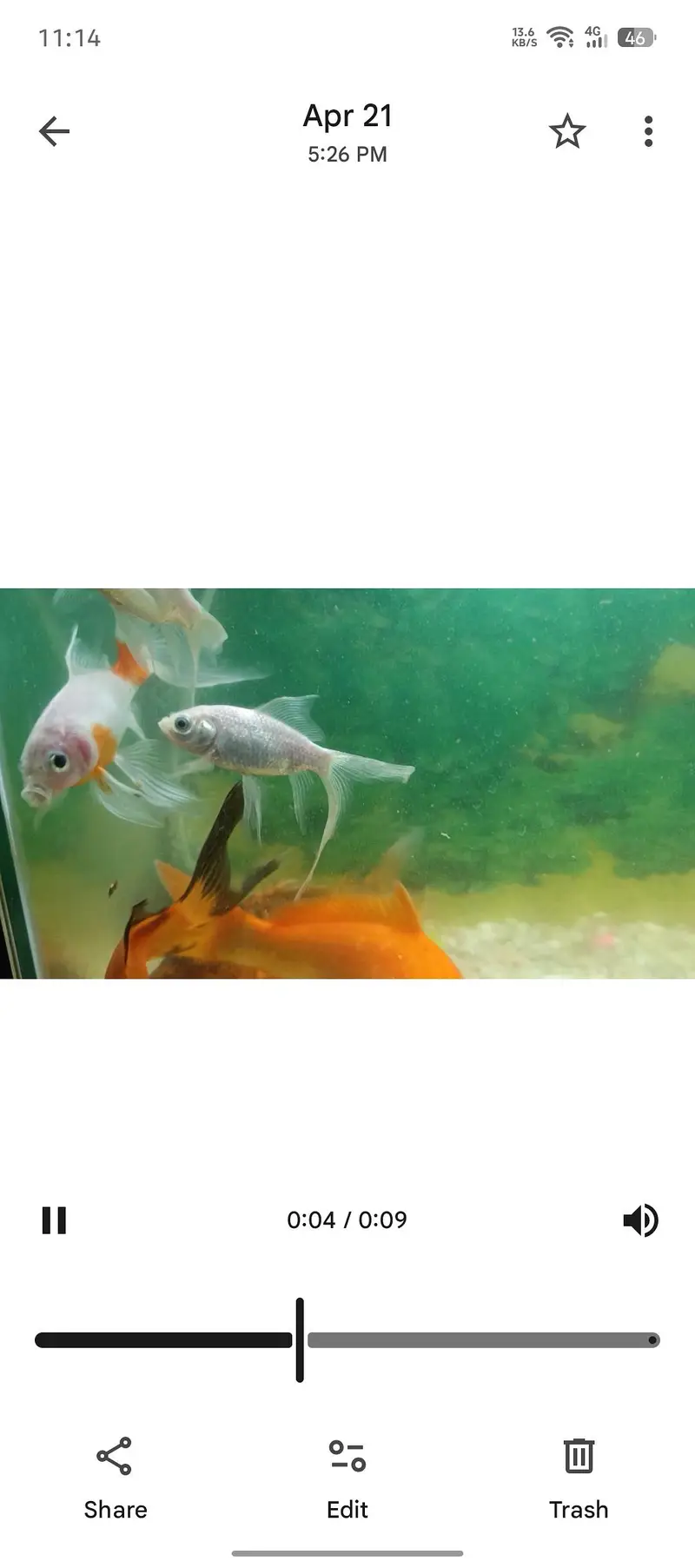 koi fish sale pier — photo 2