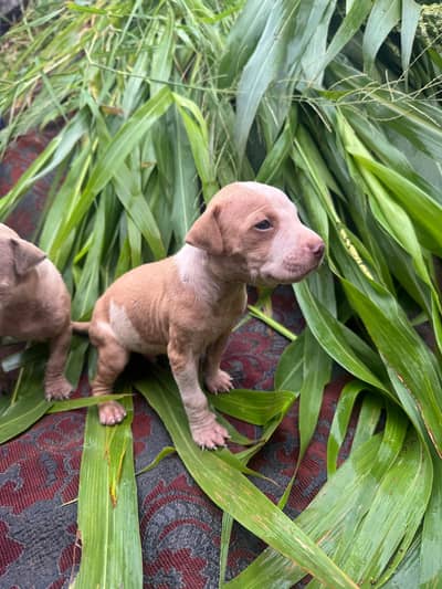 pitbull puppy