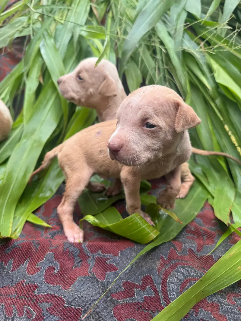 pitbull puppy — photo 2