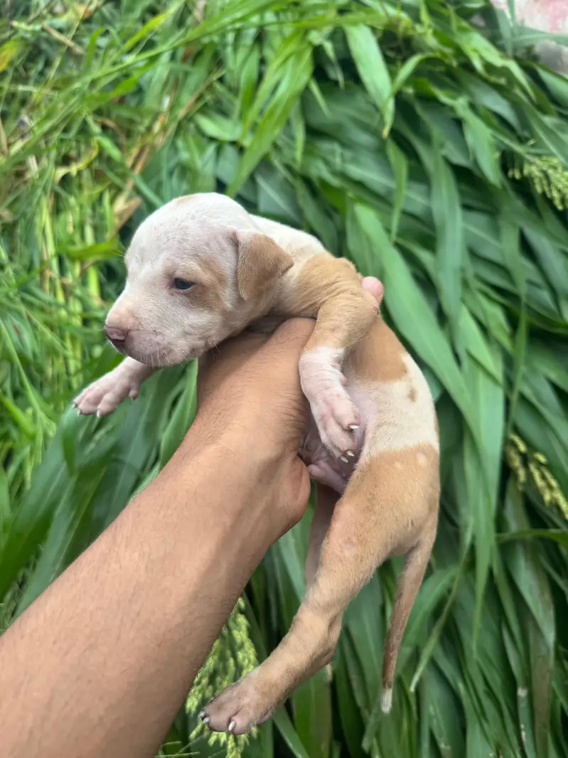pitbull puppy — photo 3
