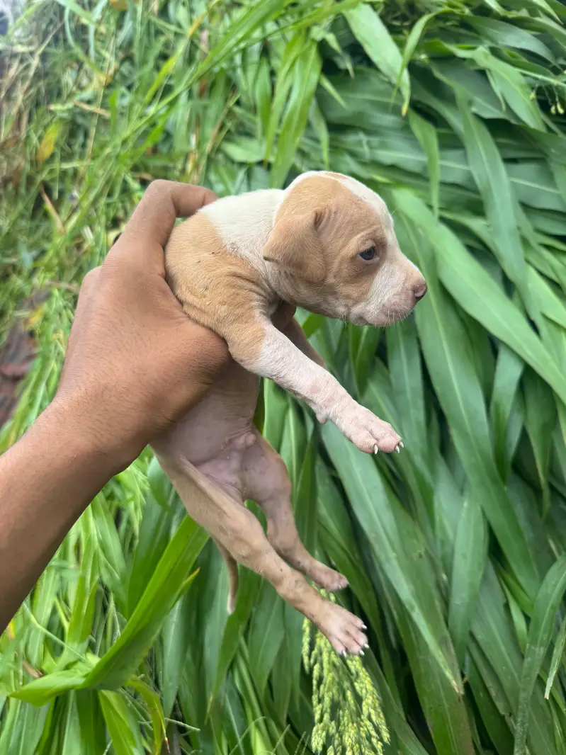 pitbull puppy — photo 4