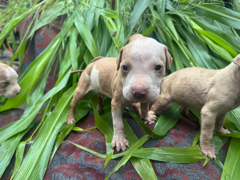 pitbull puppy — photo 5