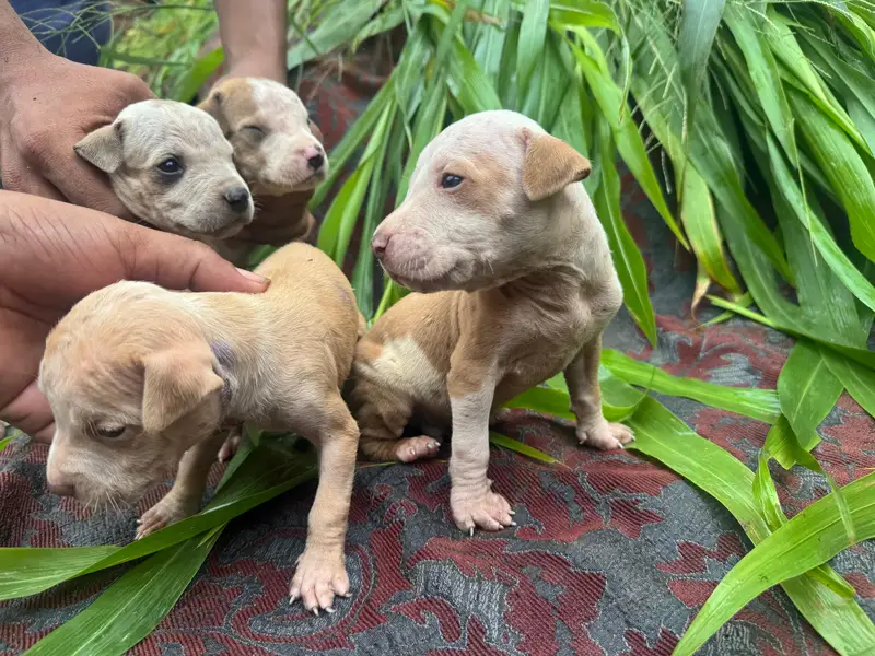 pitbull puppy — photo 6