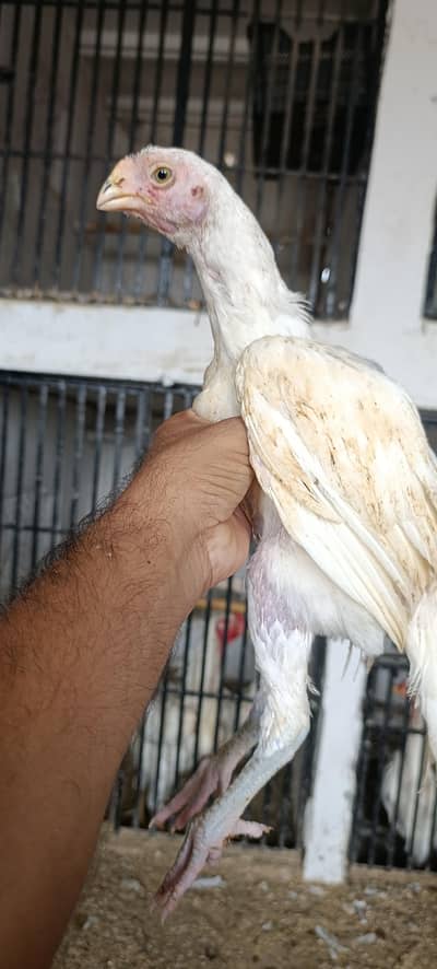 Indian parrot beak long tail top quality chicks