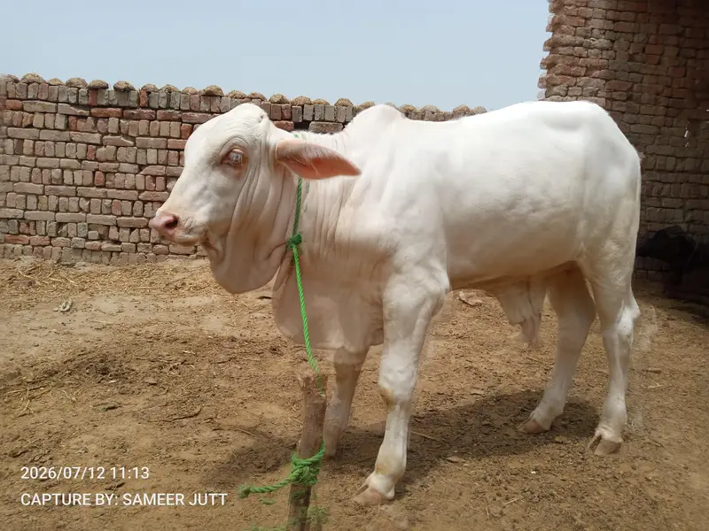 Nukra Bachra — photo 3