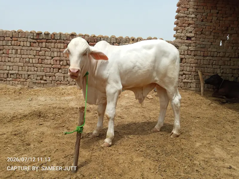 Nukra Bachra — photo 4