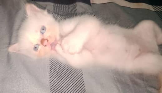 persian kitten pair sale