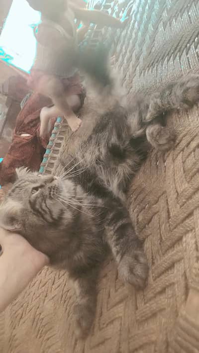 cat 