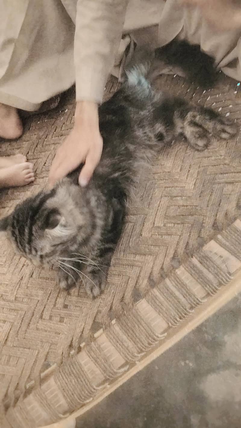 cat  1