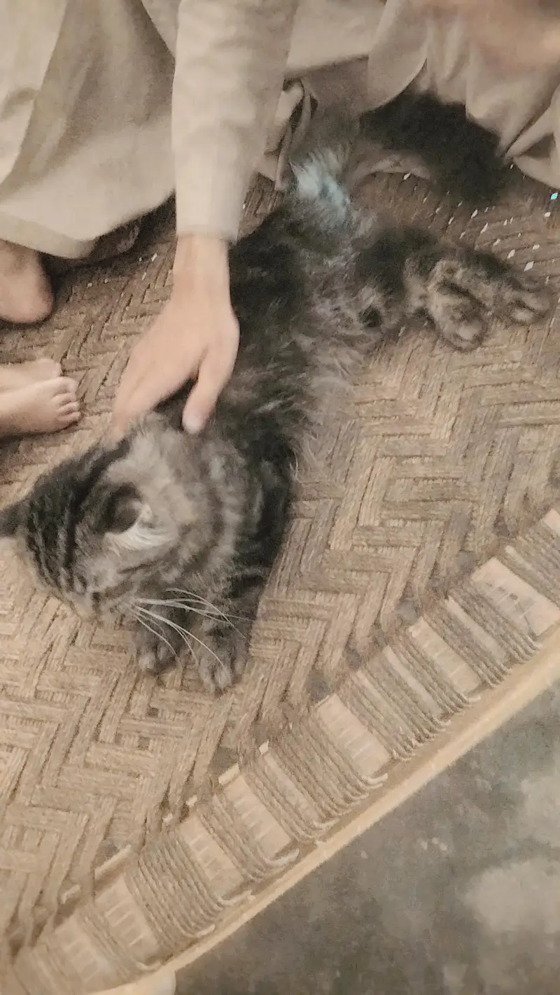 cat  — photo 2
