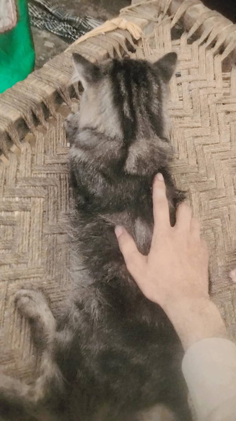 cat  2