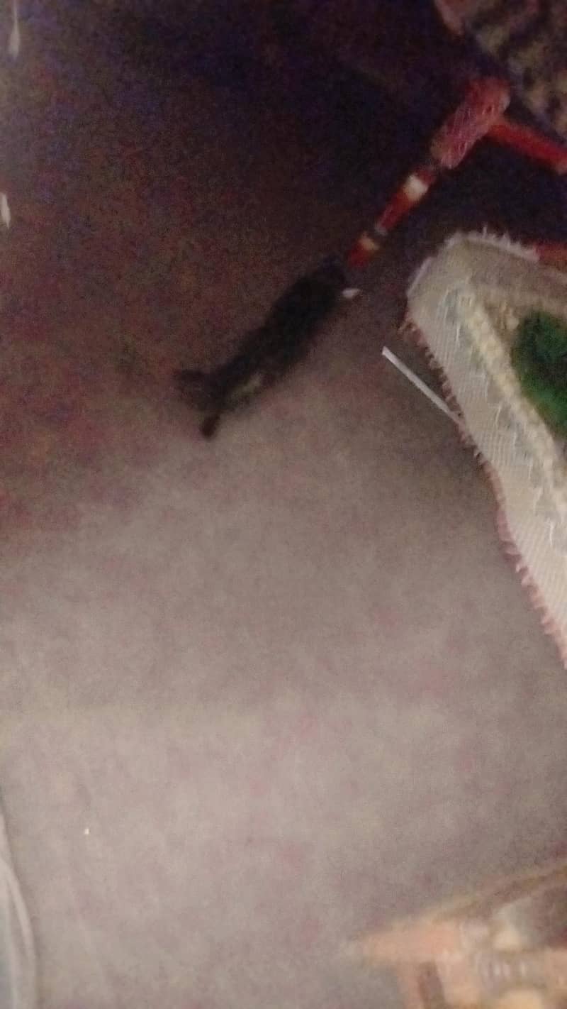 cat  3