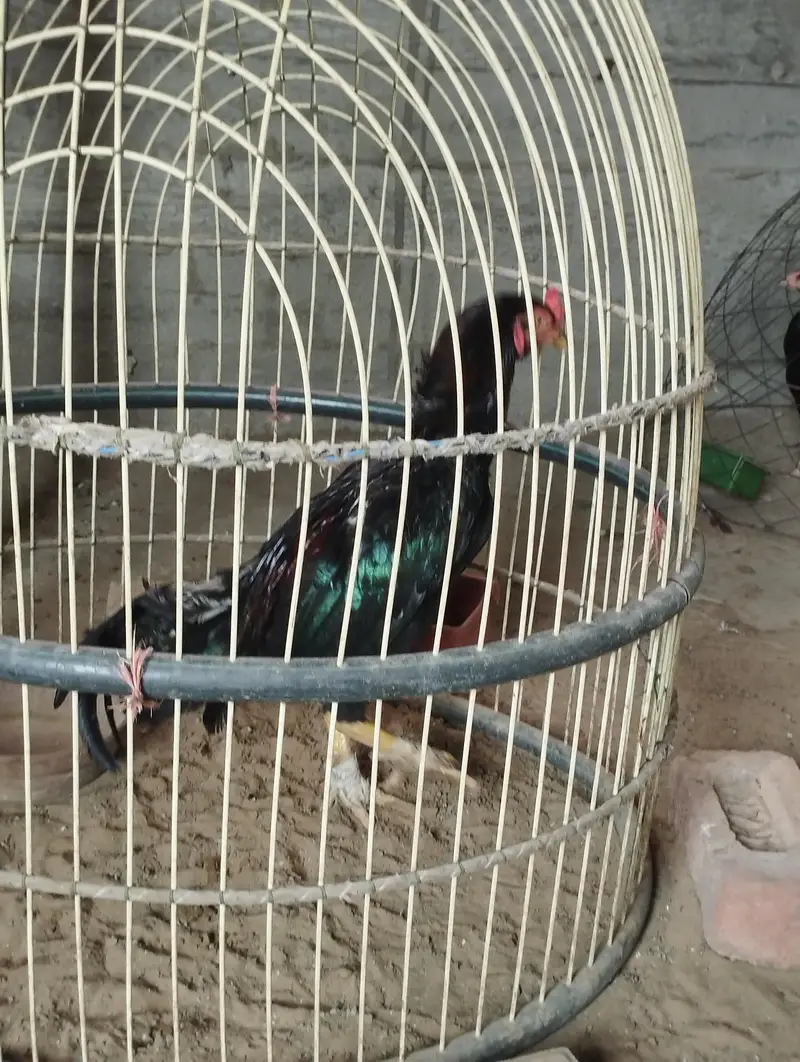 Lassani Murgha — photo 2