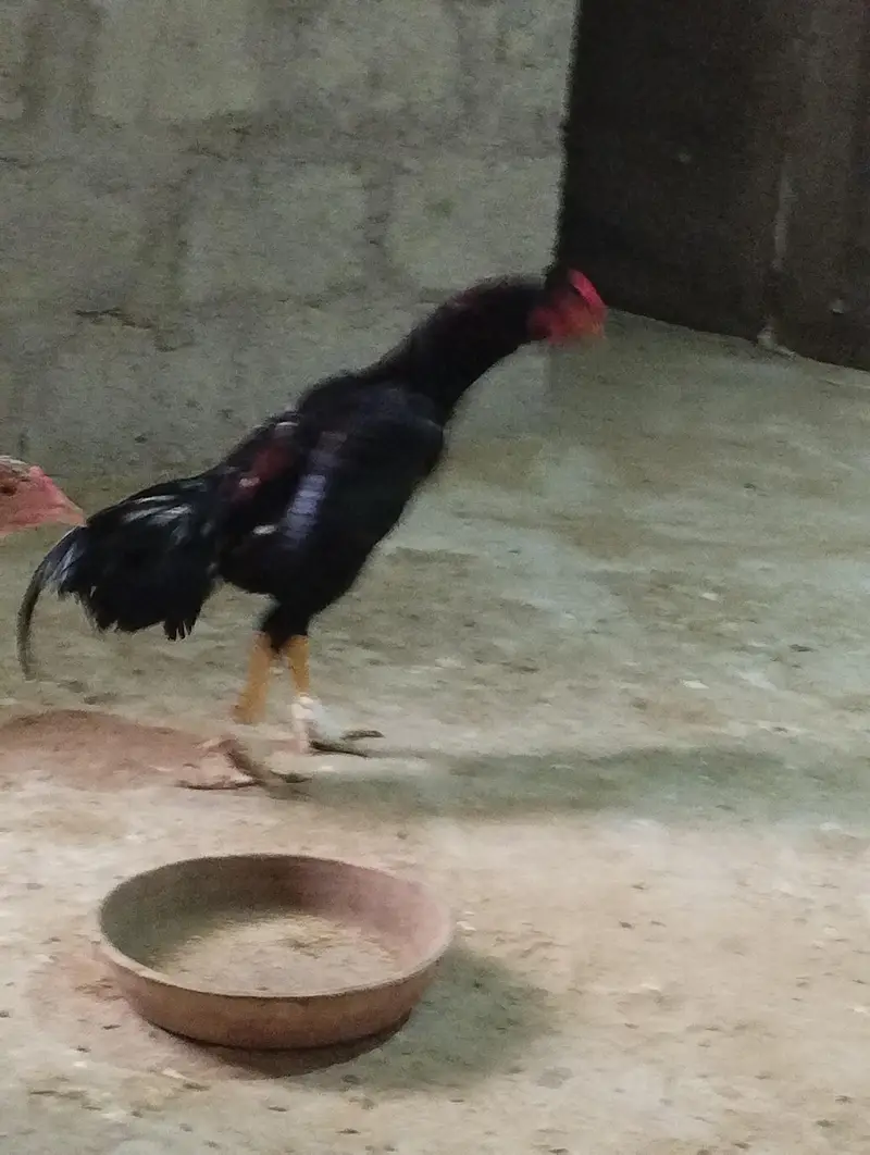 Lassani Murgha — photo 3