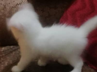 sale kitten