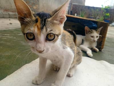 cats kids