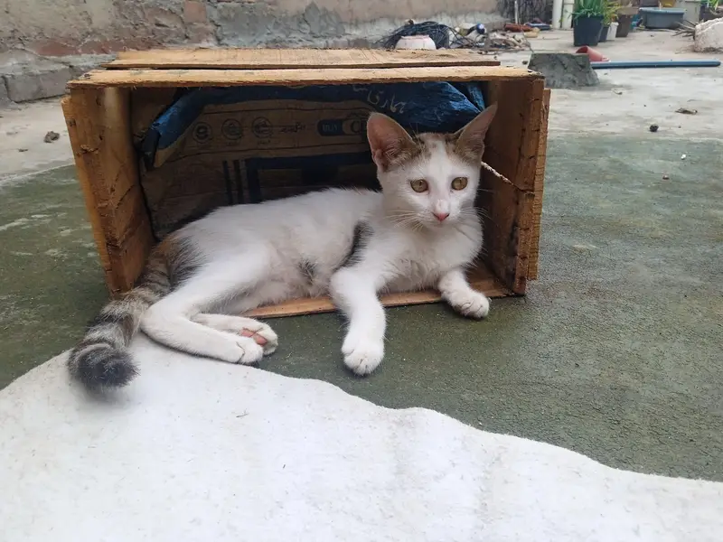 cats kids — photo 2